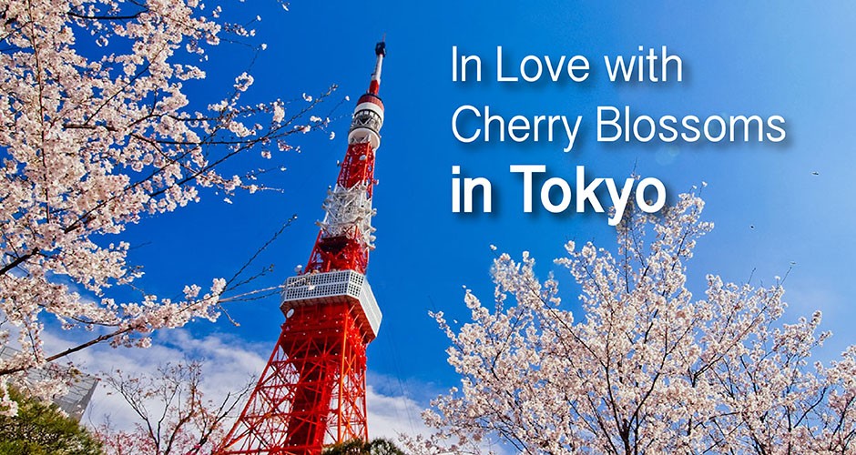 In Love with Cherry Blossoms in Tokyo